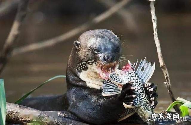 亚洲黑鱼在亚马逊河能泛滥吗?