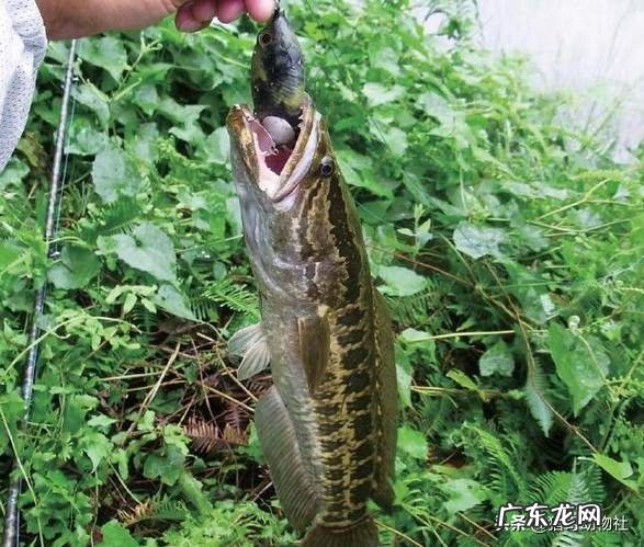 亚洲黑鱼在亚马逊河能泛滥吗？