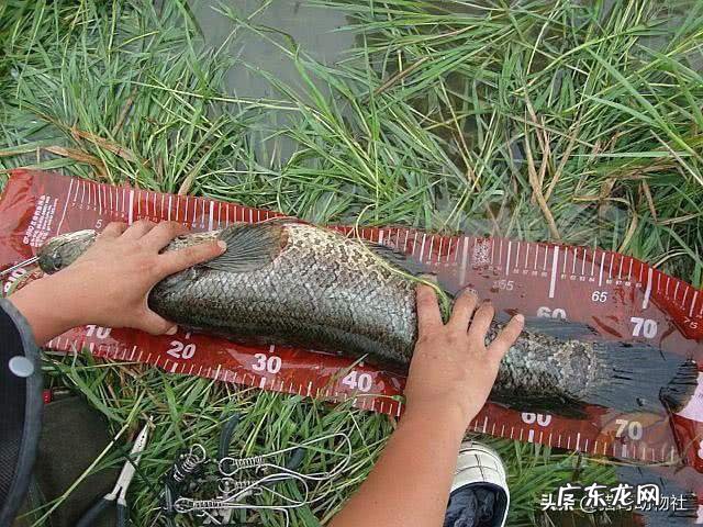 亚洲黑鱼在亚马逊河能泛滥吗？