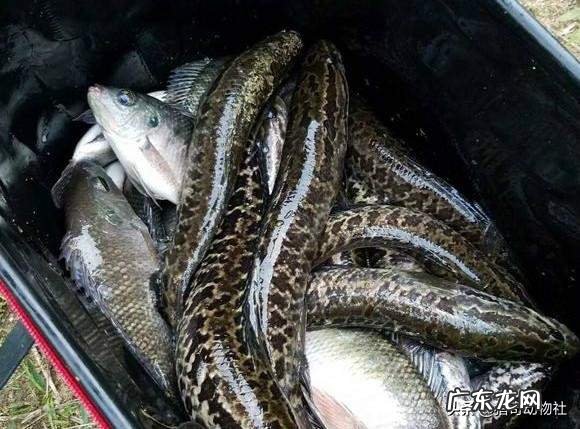 亚洲黑鱼在亚马逊河能泛滥吗?