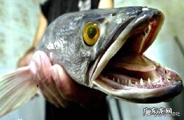 亚洲黑鱼在亚马逊河能泛滥吗？