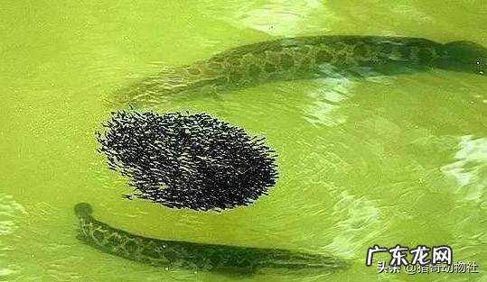 亚洲黑鱼在亚马逊河能泛滥吗？