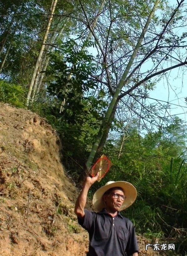 罗经盘图片 风水学罗盘经