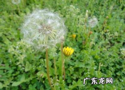 蒲公英的根泡水喝有什么功效? 蒲公英茶有什么作用和功效