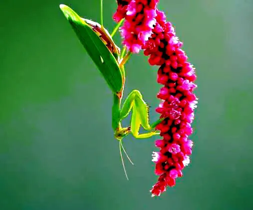 在农村你见到最漂亮的野花是什么花?