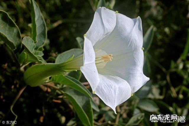 在农村你见到最漂亮的野花是什么花?