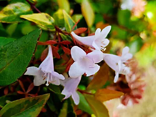 在农村你见到最漂亮的野花是什么花?