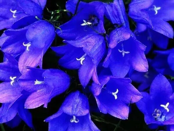 在农村你见到最漂亮的野花是什么花?