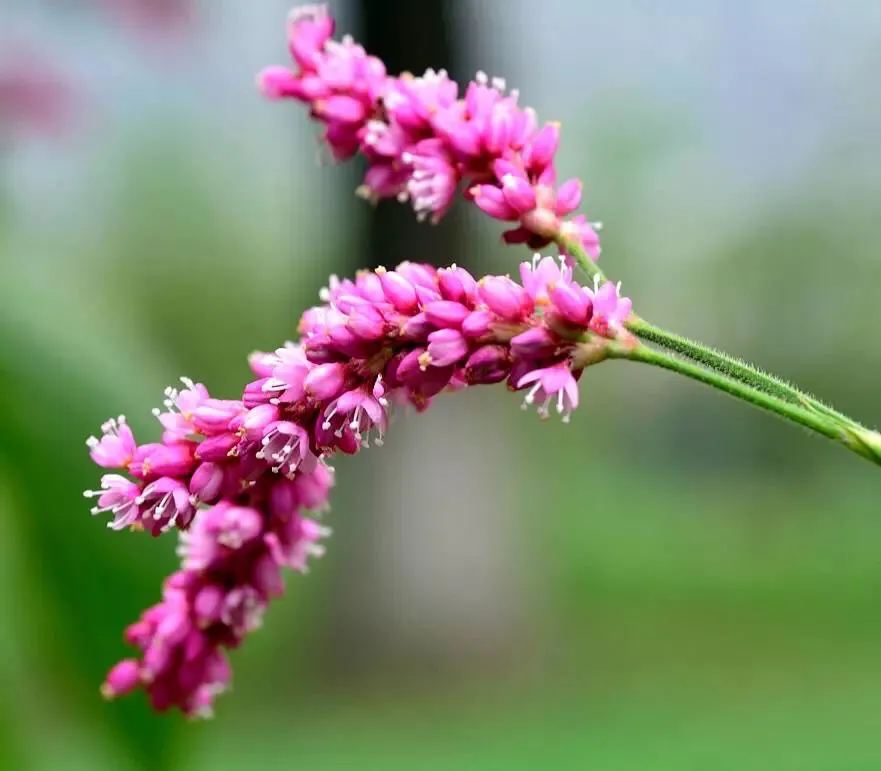 在农村你见到最漂亮的野花是什么花?