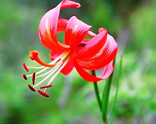 在农村你见到最漂亮的野花是什么花?