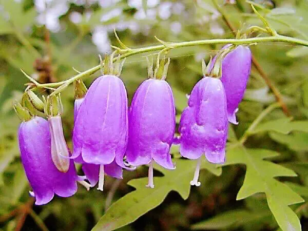 在农村你见到最漂亮的野花是什么花?