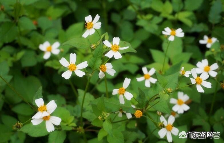 在农村你见到最漂亮的野花是什么花?