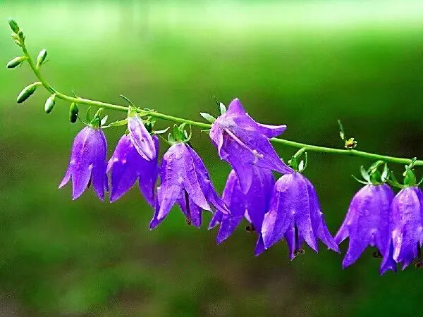 在农村你见到最漂亮的野花是什么花?