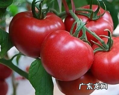 特别爱吃西红柿的原因是什么呢 为什么很多人不喜欢吃西红柿