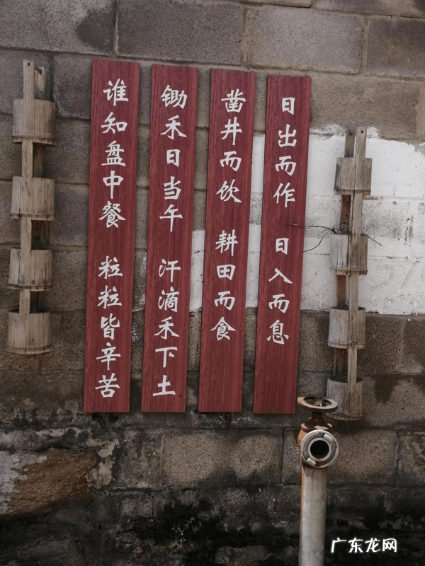 千年樟树王 千年古樟树图片