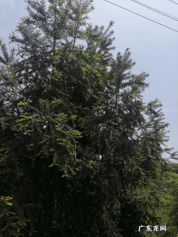 千年樟树王 千年古樟树图片