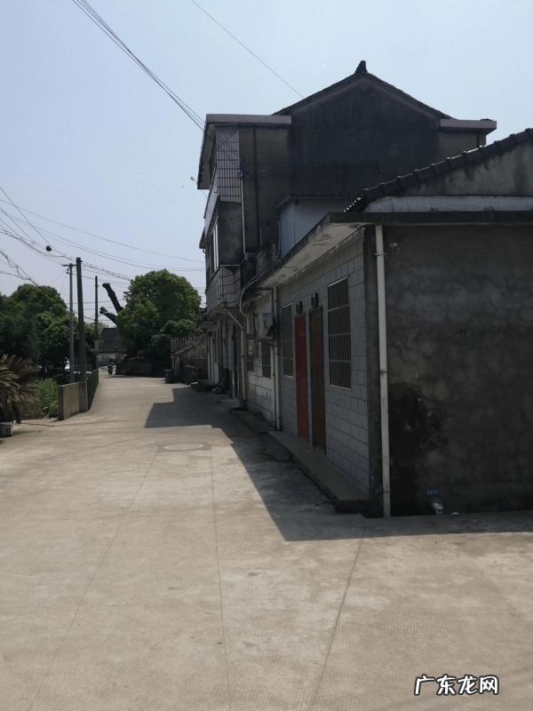 千年樟树王 千年古樟树图片