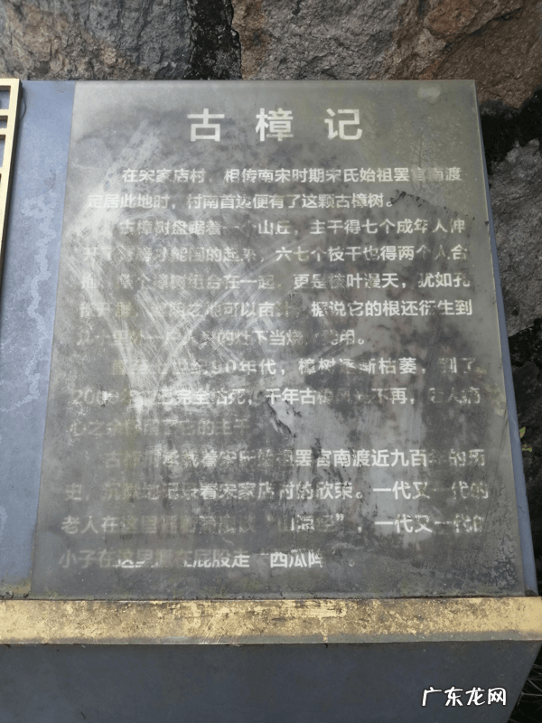 千年樟树王 千年古樟树图片