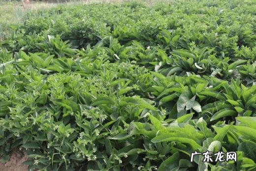 立秋后可以种什么蔬菜种子 广东立秋后可以种什么蔬菜