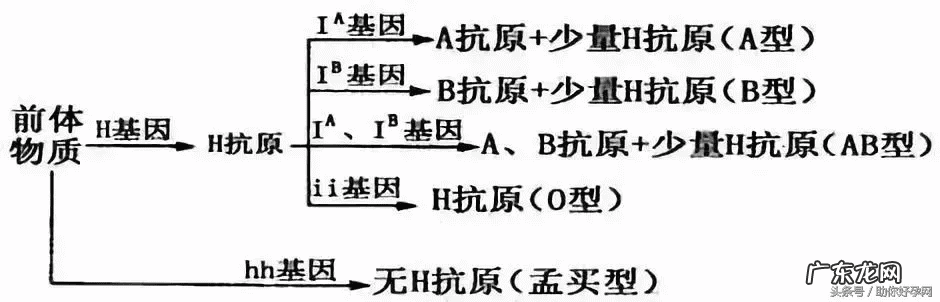 a型和o型能生出什么血型 a型血和o型血生的孩子是B型