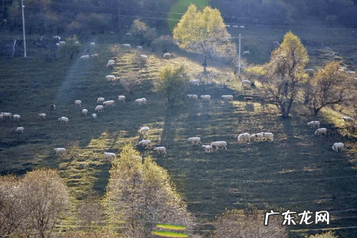 关山奶粉为什么停产 关山羊奶粉怎么样好吗