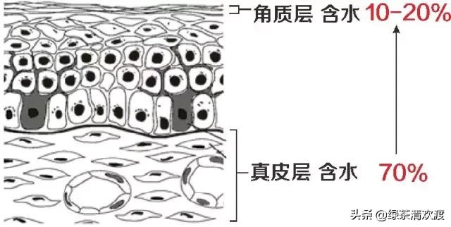 如何分辨你的皮肤类型?