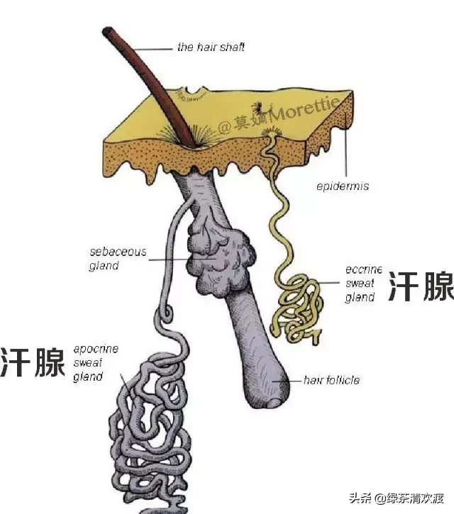 如何分辨你的皮肤类型?