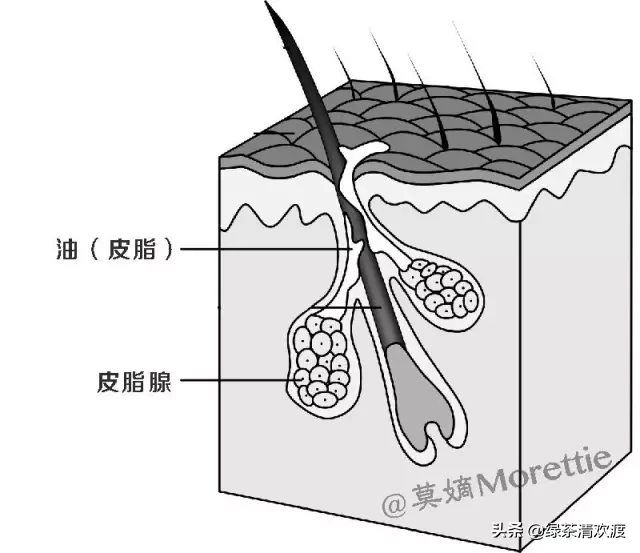 如何分辨你的皮肤类型?