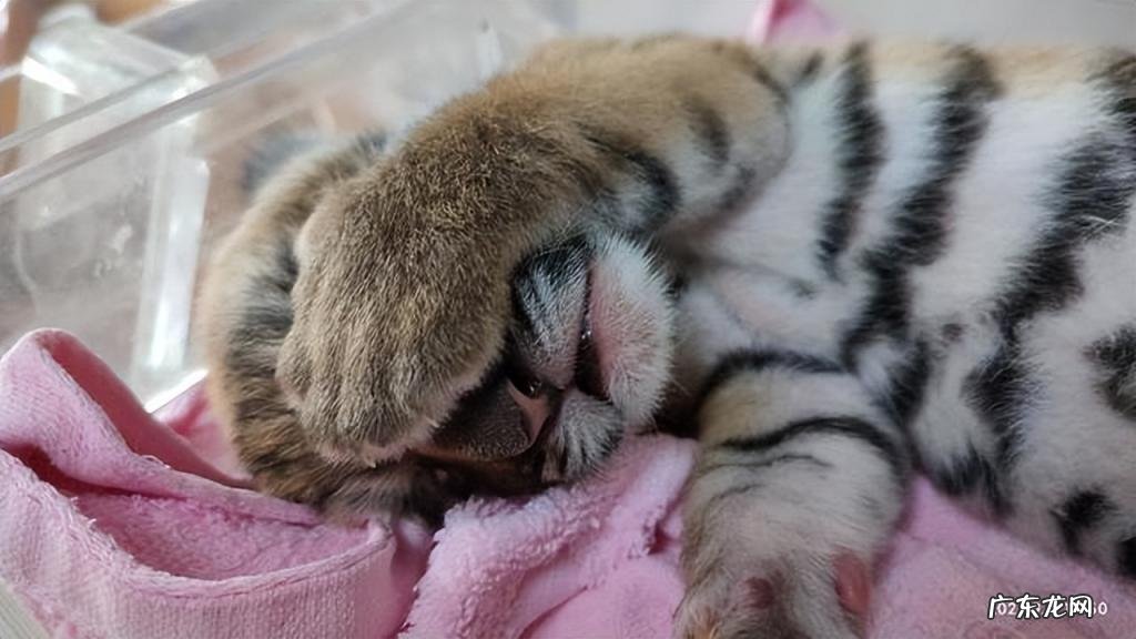 世界野生生物基金会会徽是哪种动物 给世界野生生物基金会的一封信范文