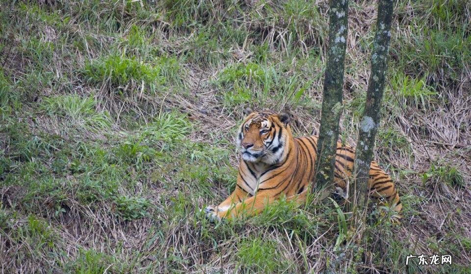 世界野生生物基金会会徽是哪种动物 给世界野生生物基金会的一封信范文
