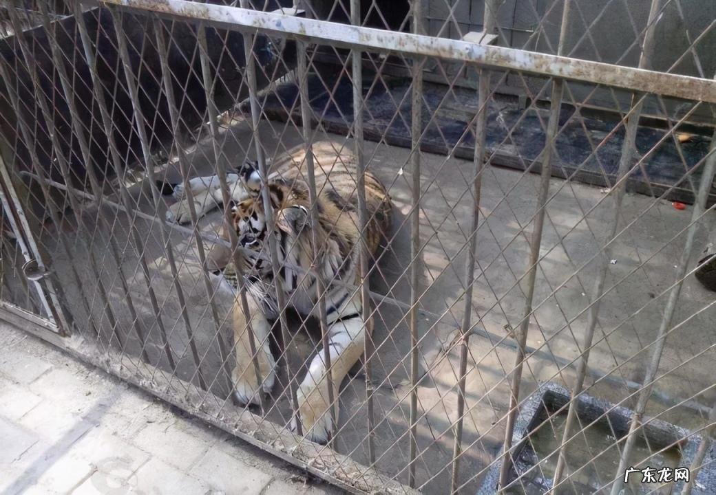 世界野生生物基金会会徽是哪种动物 给世界野生生物基金会的一封信范文