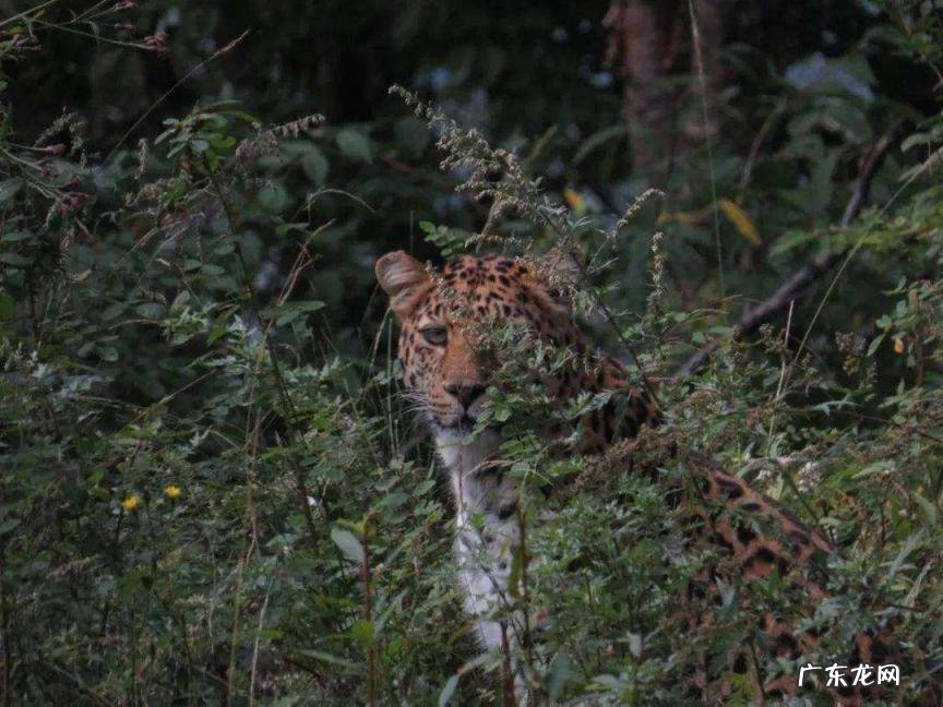 世界野生生物基金会会徽是哪种动物 给世界野生生物基金会的一封信范文