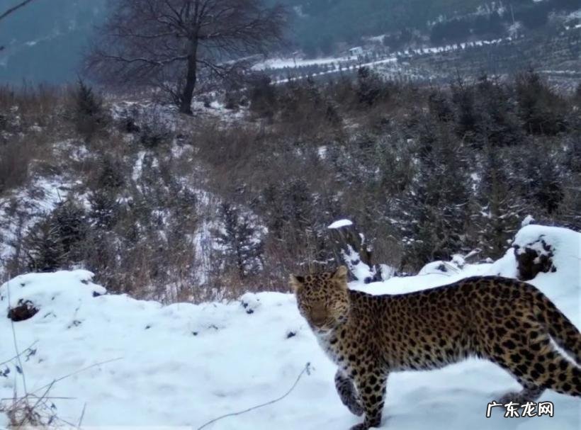世界野生生物基金会会徽是哪种动物 给世界野生生物基金会的一封信范文
