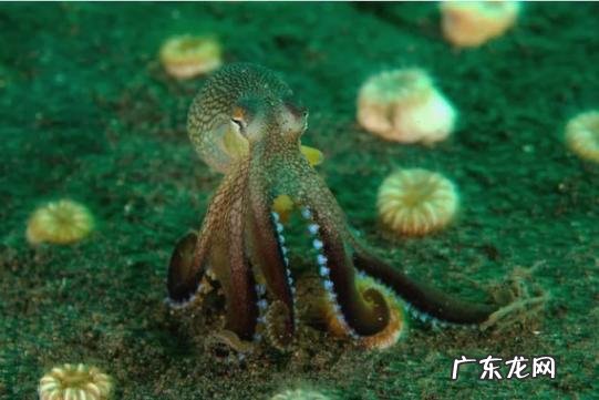 水母和海蜇的区别图片 无脊椎动物有哪些