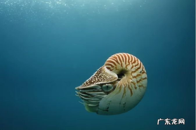 水母和海蜇的区别图片 无脊椎动物有哪些