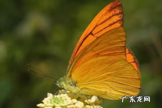 水母和海蜇的区别图片 无脊椎动物有哪些