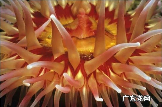 水母和海蜇的区别图片 无脊椎动物有哪些