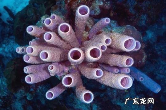 水母和海蜇的区别图片 无脊椎动物有哪些