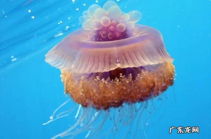 水母和海蜇的区别图片 无脊椎动物有哪些