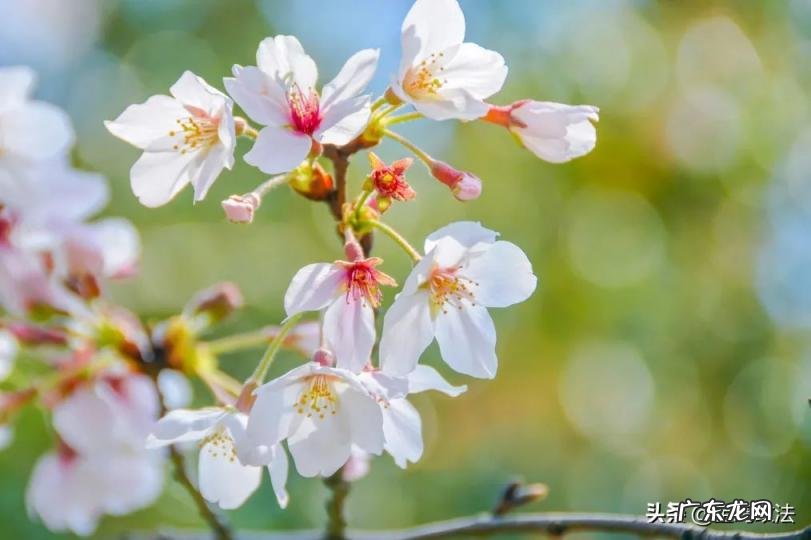 上巳节的由来和风俗50字 我国最浪漫的节日是什么节