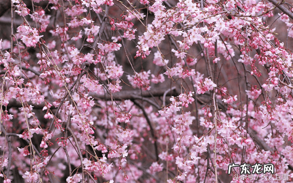桃花妆眼影 风水桃花位置图