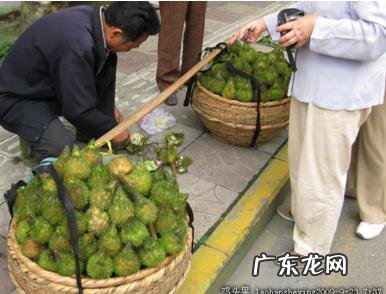 南京人为什么爱吃鸡头果?这都怎么吃啊?