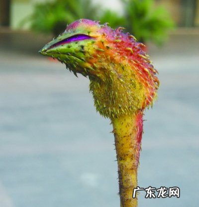 南京人为什么爱吃鸡头果?这都怎么吃啊?