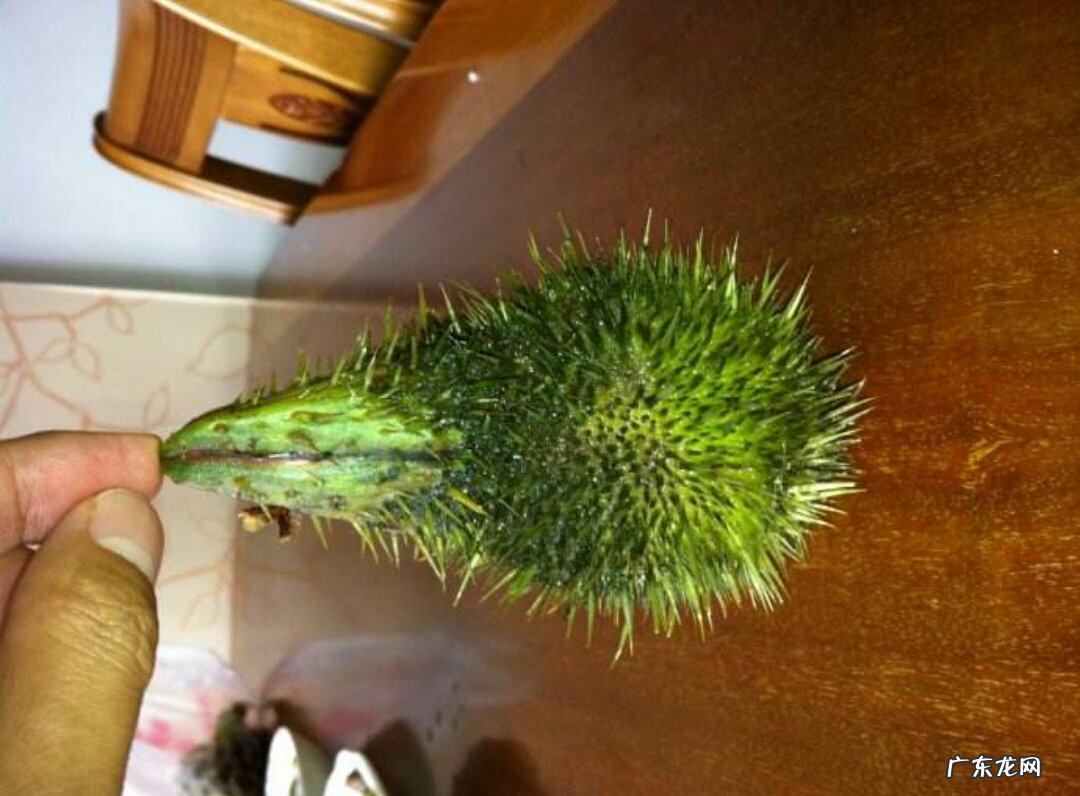 南京人为什么爱吃鸡头果?这都怎么吃啊?