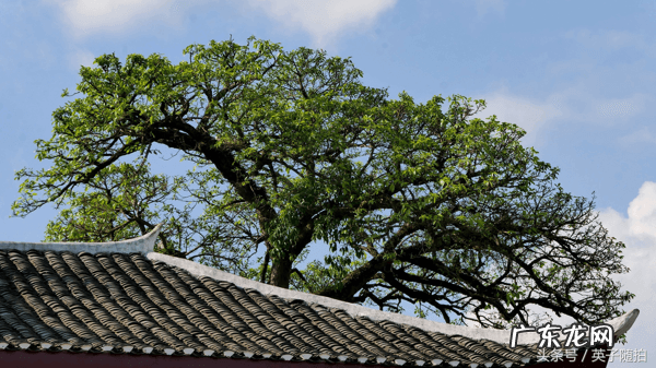 好风水宝地的明显特征 渠县风水宝地