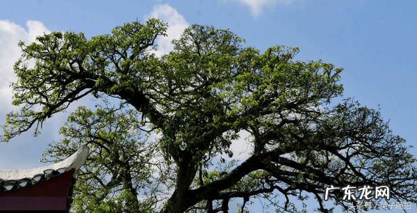 好风水宝地的明显特征 渠县风水宝地