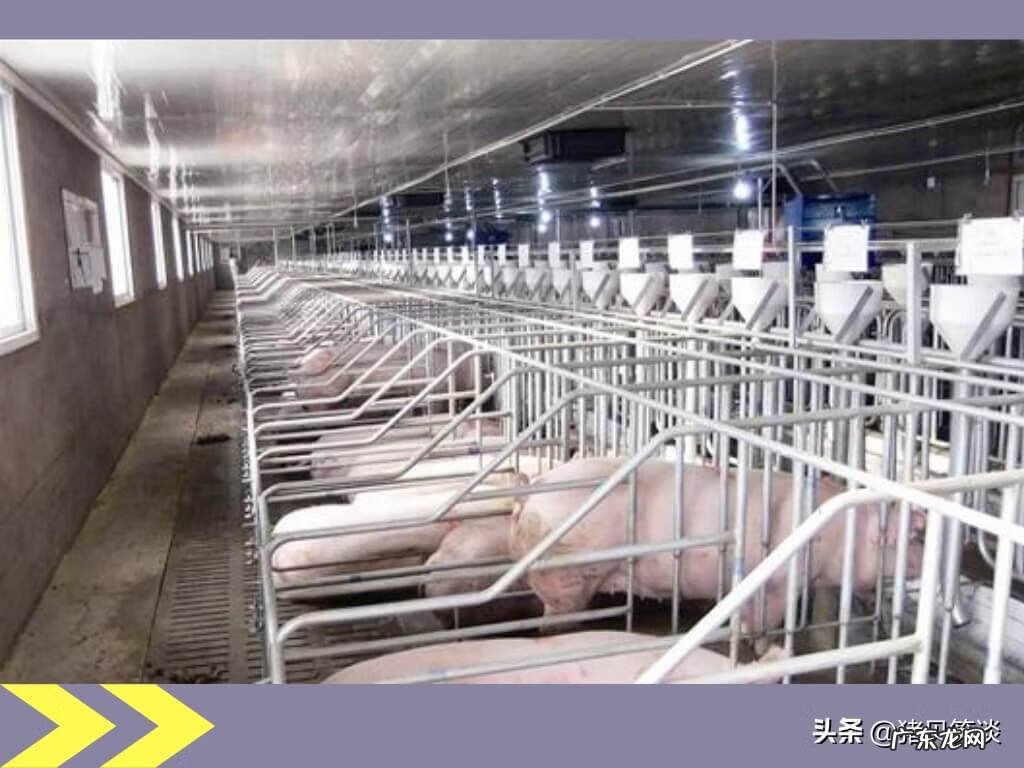 猪舍怎么建便宜好用图 建猪舍风水地理