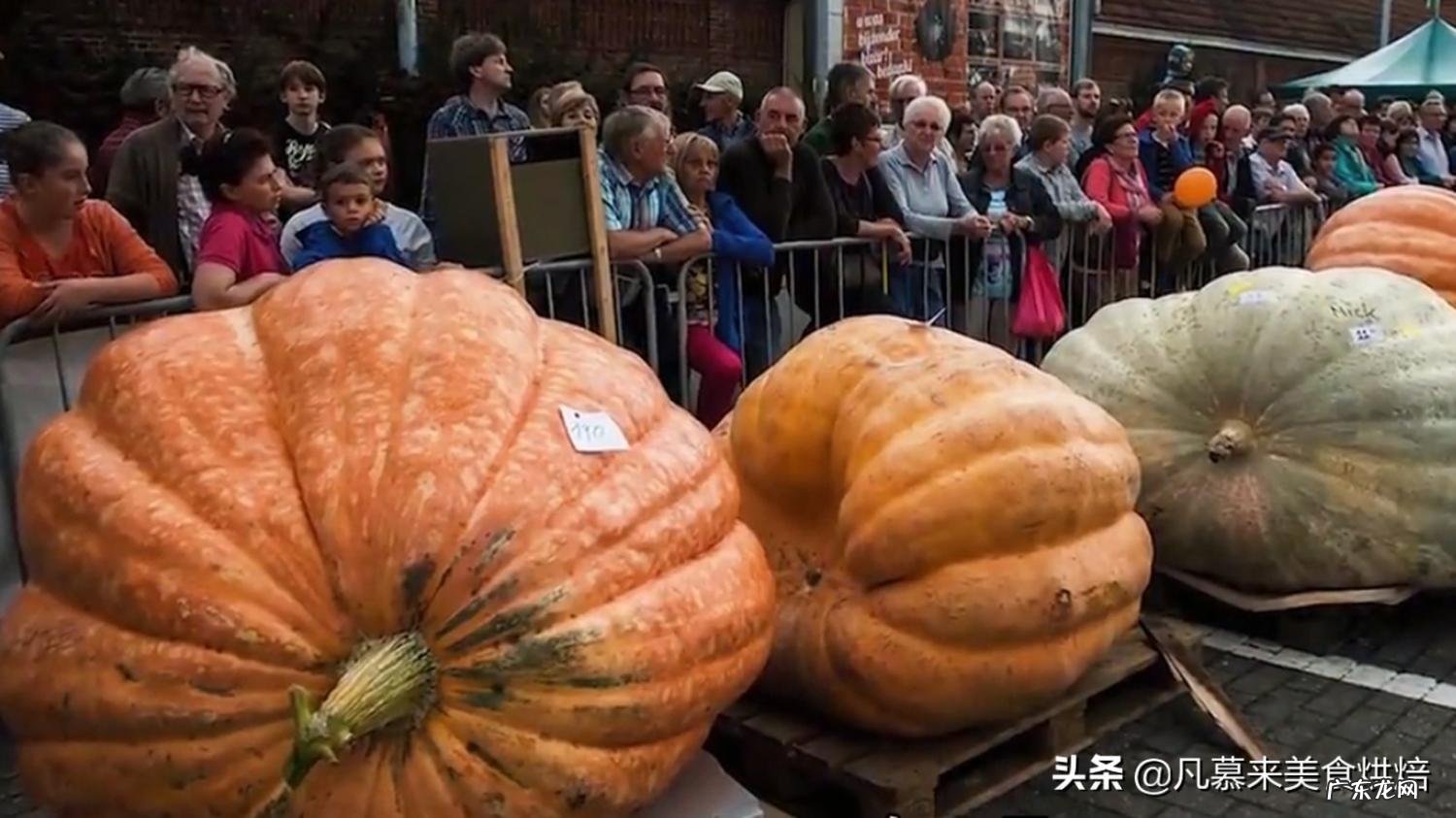 世界上最大的苹果图片大全 世界公认十大水果