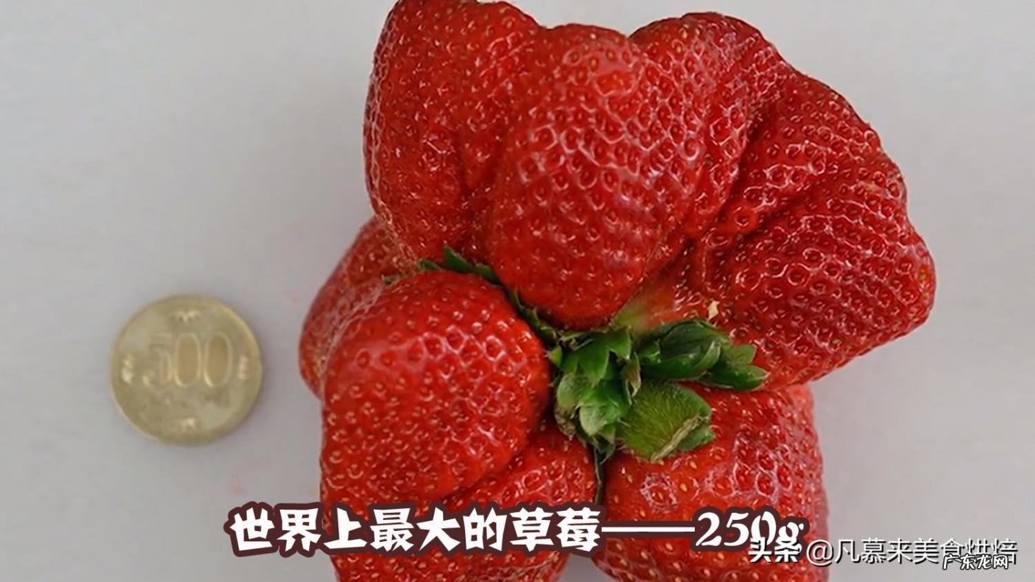 世界上最大的苹果图片大全 世界公认十大水果