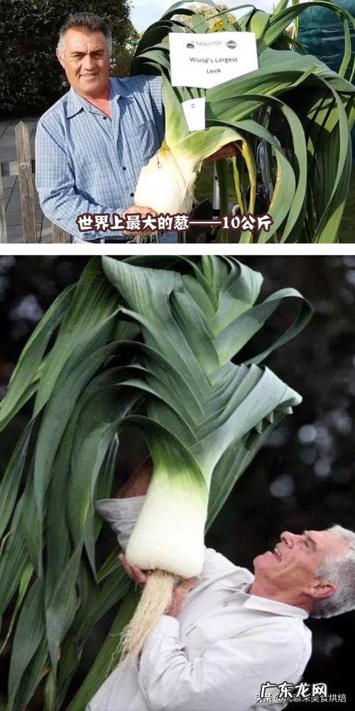 世界上最大的苹果图片大全 世界公认十大水果